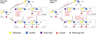 Expression of the Carbohydrate Lewis Antigen, Sialyl Lewis A, Sialyl Lewis X, Lewis X, and Lewis Y in the Placental Villi of Patients With Unexplained Miscarriages